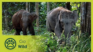 Borneos Pygmy Elephants  Go Wild [upl. by Moya]