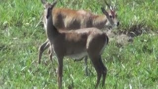 VEADOCAMPEIRO VEADO GALHEIRO OZOTOCEROS BEZOARTICUS PAMPAS DEER Veado branco [upl. by Ehav]