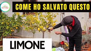 Come HO SALVATO IL LIMONE IN VASO [upl. by Akcinat458]