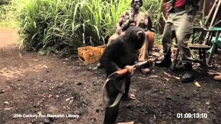 RISE OF THE PLANET OF THE APES  Viral Video Ape With AK47 [upl. by Youngman]