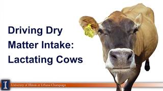 Driving dry matter intake on dairy farms [upl. by Imat]