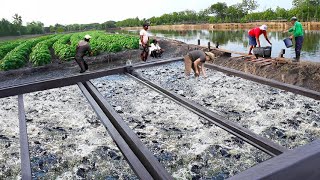 Tilapia and Catfish Farming A MillionDollar Industry How to Succeed in Fish Farming [upl. by Arutek192]