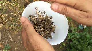 How to Harvest Parsley Seeds [upl. by Nager589]