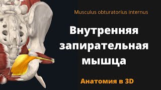 Внутренняя запирательная мышца Musculus obturatorius internus Анатомия в 3D [upl. by Ecidna]