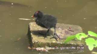 Teichhuhn lockt Küken ins Wasser [upl. by Goth]