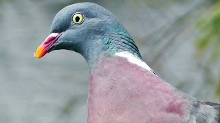 Wood Pigeon  Often Unnoticed and Underrated [upl. by Engedi905]