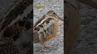 American woodcock  Birds that like to sway shorts [upl. by Dhaf]