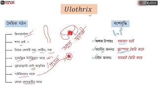 অধ্যায় ৫  শৈবাল ও ছত্রাক  Ulothrix HSC [upl. by Ajssatsan]