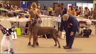 Dogshow Mechelen Duitse doggen van AzigoFarm [upl. by Muldon909]