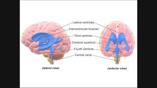 Circulation of Cerebrospinal Fluid CSF Through Ventricles [upl. by Nifares]