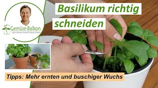 Basilikum 🌿 richtig schneiden ✂️ und ernten für buschiges 🌴 Wachstum [upl. by Drahsar617]