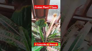 Croton Plant🌱Care shorts viralvideo plantcare crotonplantcare gardening houseplants plants [upl. by Mattias12]