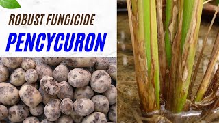 Pencycuron Fungicide Effective SoilBorne Disease Control for Potatoes Rice amp More fungicide [upl. by Andrei]