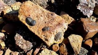 Negative phototaxis green chiton [upl. by Balbinder]