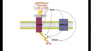 Omega3 fatty acids and inflammatory processes by Philip Calder [upl. by Aicelav]