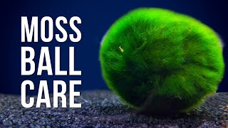 Marimo Moss Ball Care  Answering 6 of the Most Googled Questions [upl. by Latoya]