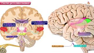 Medial geniculate nucleus of Thalamus  Neuroanatomy [upl. by Beaulieu509]