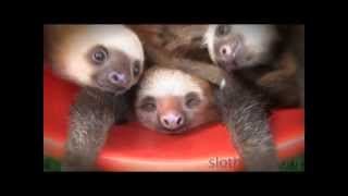 BUCKET OF SLOTHS [upl. by Eyt]