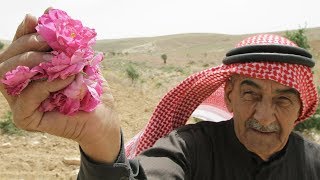 Cultivating Syrias Famous Damask Rose [upl. by Il]