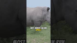 Amazing Rhino Facts You Probably Didnt KnowRhinosWildlife [upl. by Akahs]