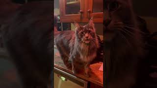 Talking Maine Coon tells me about his day mainecooncat [upl. by Yanrahc848]