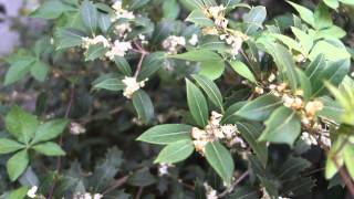 我が家の庭 ヒイラギの花が咲く 2014118 Osmanthus Heterophyllus [upl. by Orva]