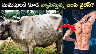 మనుషులకి కూడ వ్యాపిస్తున్న లంపి వైరస్Lumpy Virus In CowsLumpy Skin Disease In Telugu [upl. by Fillender]