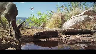 Sonoran Desert Deer [upl. by Evannia]