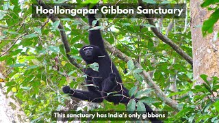 Hoollongapar Gibbon Sanctuary in 4K  Assam India  Wildlife Sanctuary in Assam [upl. by Camden]