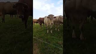 Nino0envrais kangal malaklı malaklıçobanköpeği farming vaches loup ours osos turkey [upl. by Anuahsed]