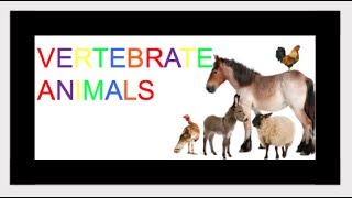 Vertebrates Animals  Classifying Animals KIDZVIDZ [upl. by Merrilee351]