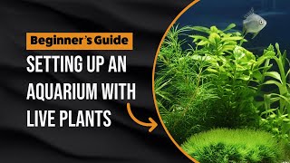 Beginners Guide to Setting Up a Planted Aquarium [upl. by Nealah967]