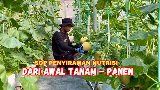 Penyiraman tanaman melon hidroponik irigasi tetes  fertigasi  CARA MENANAM MELON [upl. by Ecylahs]