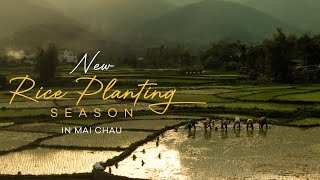 What does the riceplanting season look like in Mai Chau [upl. by Eidolem]