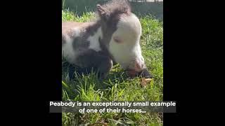 The Smallest Horse in the World Lives in California [upl. by Nalyorf699]