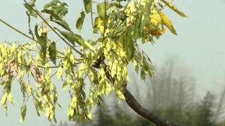 Diabetes Herbs 22B Ailanthus excelsa © Pankaj Oudhia [upl. by Catlee549]