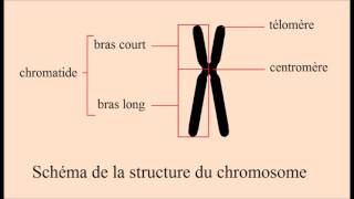 Chapitre VIII  Le chromosome au cours du cycle cellulaire [upl. by Avlasor916]