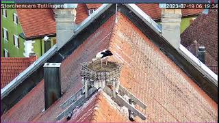 Livestream von der Tuttlinger Storchencam [upl. by Nashbar]