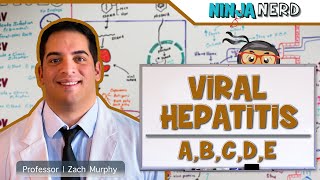 Hepatitis  Pathophysiology of Viral Hepatitis [upl. by Natloz]