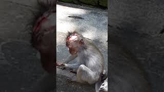 Baby monkey got bitten on his head [upl. by Jed]