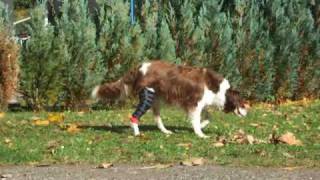 Kniegelenksbandage für Hunde  knee joint bandage dogs [upl. by Naesal505]