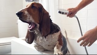 basset hound in the bath [upl. by Animlehliw]