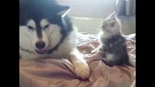 Alaskan malamute and a kitten fight [upl. by Romy595]