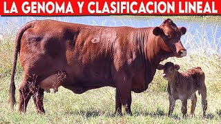 🔴 Influencia De La GENOMA Y CLASIFICACION LINEAL En Bovinos ✅ Vacas Lecheras y Doble Propósito [upl. by Cerveny810]