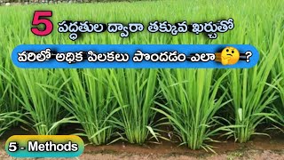 తక్కువ ఖర్చుతో వరిలో అధిక పిలకలు  How to increase tillers rice  insecticide Zink microfood paddy [upl. by Devlin]