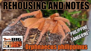 O philippinus quotPhilippine Tangerinequot Rehousings and Notes [upl. by Artap]