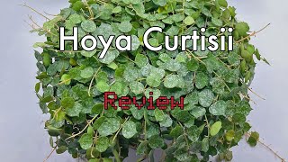 Costa Farms Hoya Curtisii Review [upl. by Trammel]