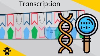 An Introduction to Transcription  Genetics  Protein Synthesis [upl. by Ennaeirrac]