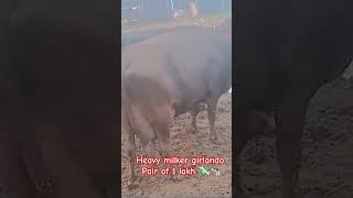 Girlando cow only 50 thousand price 😱😱😱girlando gircow hf subscribe like ytshort shorts [upl. by Eniron215]