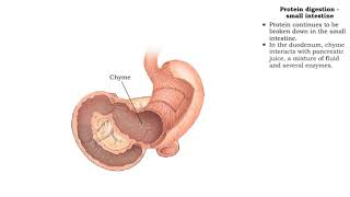 Protein digestion  stomach amp small intestine [upl. by Lletram514]